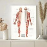 Educational human anatomy poster showing front and back views with detailed muscle and skeletal system labels, ideal for classrooms or medical offices.