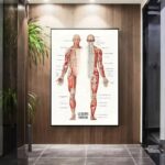 Educational human anatomy poster showing front and back muscular and skeletal systems, ideal for science classrooms and educational decor.