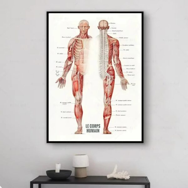 A detailed educational poster of the human muscular system, showing front and back views with labeled muscles for anatomy study.
