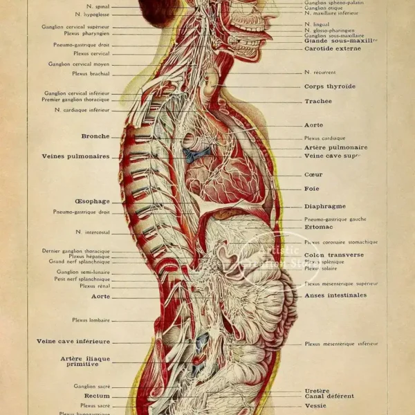 Detailed anatomical diagram of the human nervous system and internal organs, highlighting nerves, brain, spinal cord, and major blood vessels for educational and scientific reference.