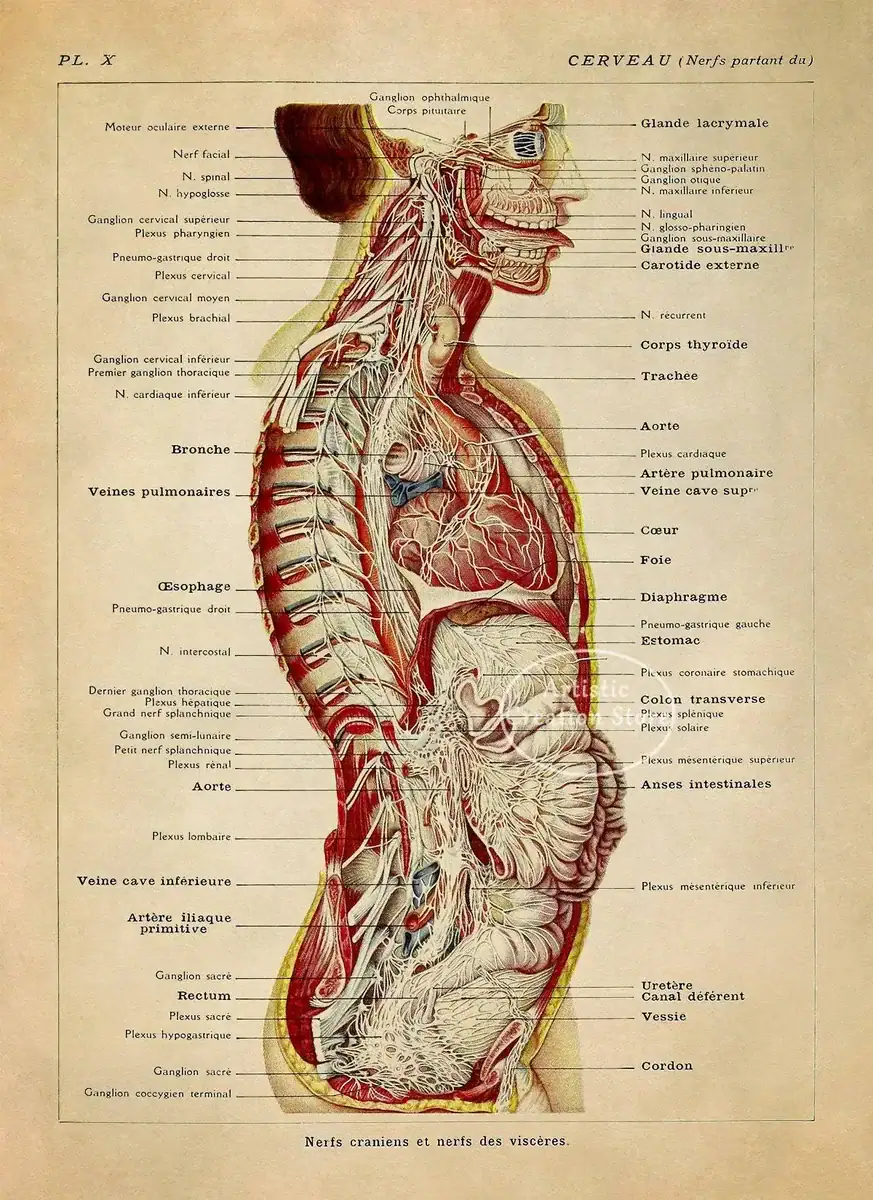 Human Nervous System Anatomy Illustration for Educational Use Detailed anatomical diagram of the human nervous system and internal organs, highlighting nerves, brain, spinal cord, and major blood vessels for educational and scientific reference.