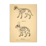 Vintage anatomical sketches of a cat and a rabbit showing skeletal structures, detailed scientific illustrations for educational purposes.