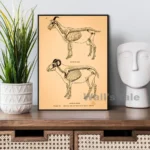 Anatomical illustration of a goat's skeleton, showing detailed bone structure and anatomy for educational purposes. Perfect for science decor and learning environments.