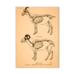 Detailed illustration of a goat skeleton showing the skull, spine, ribs, and limbs, used for educational purposes in animal anatomy studies.