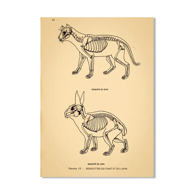 Cat Skeleton and Rabbit Skeleton Anatomical Drawings | Science Gadgets Vintage anatomical sketches of a cat and a rabbit showing skeletal structures, detailed scientific illustrations for educational purposes.