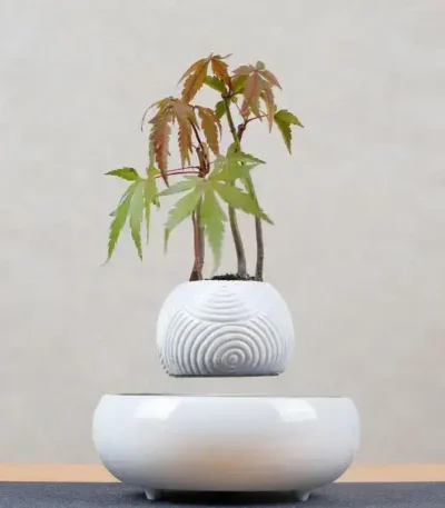 Decorative Japanese Maple plant in a stylish white ceramic pot.