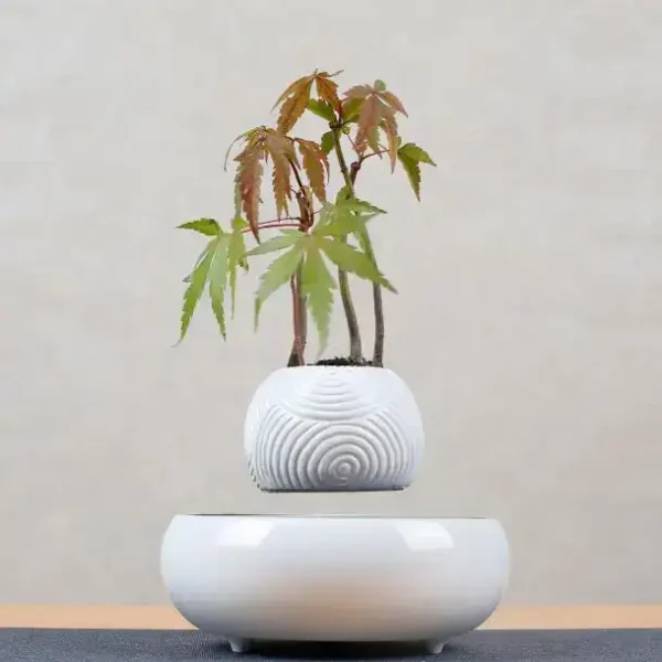 Decorative Japanese Maple plant in a stylish white ceramic pot.