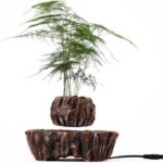 Indoor potted plant with delicate green foliage in a rustic wooden planter, ideal for enhancing modern interior spaces and adding a touch of nature to home decor.