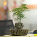 A small, lush green fern plant in a textured stone pot, placed on a matching stone tray on a light-colored surface. The background is blurred, highlighting the plant as a decorative science-inspired p.