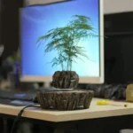A small, decorative indoor plant with delicate, feathery green leaves placed in a rustic wooden pot, sitting on a white desk with a computer monitor in the background.