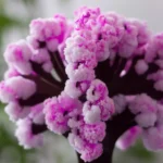 Close-up of a vibrant pink Kalanchoe flower cluster showing detailed petals and textures.