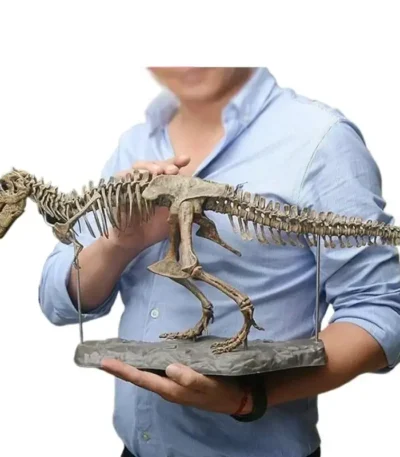 Child holding a detailed fossil dinosaur skeleton model, showcasing the prehistoric creature's bones and structure for educational purposes.