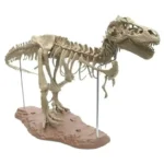 Dinosaur skeleton model showcasing detailed bones and structure, ideal for educational displays or as a unique decor piece.