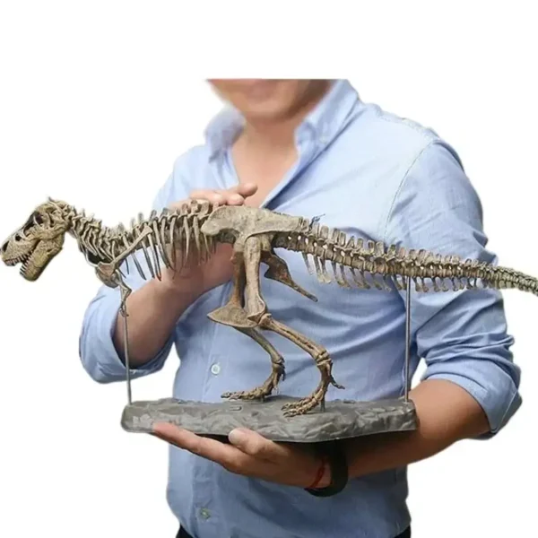 Child holding a detailed fossil dinosaur skeleton model, showcasing the prehistoric creature's bones and structure for educational purposes.