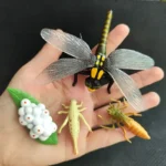 Detailed model of a dragonfly with transparent wings, yellow and black body, and realistic features, ideal for science education and home decor.