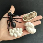 Ant and egg model set for science education and classroom demonstrations.