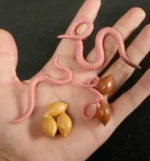 Pink earthworms with brown eggs on a human hand, educational science model.