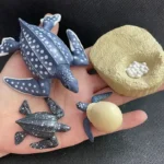 Colorful ocean-themed educational toy set featuring a whale, turtle, crab, and egg, perfect for children's science learning and imaginative play.