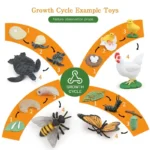 Educational toys illustrating the growth cycle of animals and insects, including turtle, chick, chicken, butterfly, bee, caterpillar, and more, for science learning and observation.