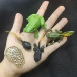 Set of realistic green frog and lizard toys with movable limbs, designed for educational and play purposes for children.