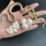 Small ball python model with yellow and brown pattern, coiled on a hand alongside white egg models, used for educational or decorative purposes.