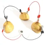 Demonstration of electrostatic electricity using potatoes connected with alligator clips and a digital voltmeter.