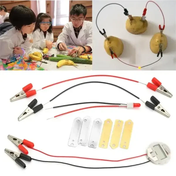 Educational Potato Circuit Experiment for Students.