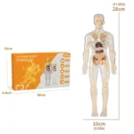 Detailed human body skeleton model for educational purposes, showcasing bones and internal organs, ideal for science learning and anatomy studies.