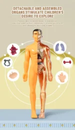 Exploded view of a human anatomical model showing detachable organs and internal structures for educational purposes.