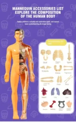 Educational mannequin displaying detailed human body anatomy, including bones, muscles, and organs for science learning and exploration.