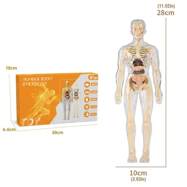 Detailed human body skeleton model for educational purposes, showcasing bones and internal organs, ideal for science learning and anatomy studies.