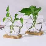 Two green plants in round glass vases filled with water, placed on wooden bases, showcasing a modern and minimalist plant display.
