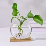 A vibrant green plant with large leaves growing in a transparent glass bowl filled with water, showcasing its roots submerged and thriving.
