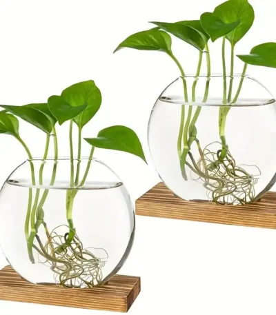Aquatic plant experiment with roots submerged in water.