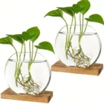 Plant growth experiment with green seedlings in glass bowls filled with water, showcasing roots and leaves.