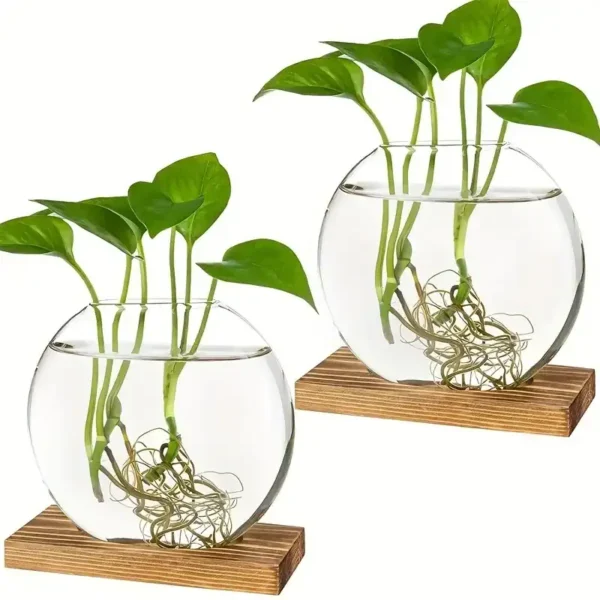 Aquatic plant experiment with roots submerged in water.