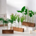 Educational plant growth display with glass test tubes on wooden bases, showcasing various small plants and seedlings for science learning and decoration.