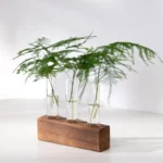 Elegant display of green fern leaves in three test tubes mounted on a wooden stand, showcasing botanical science and decorative plant arrangements.