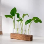 Fresh green plant cuttings in test tubes on a wooden stand, ideal for science experiments and educational displays.