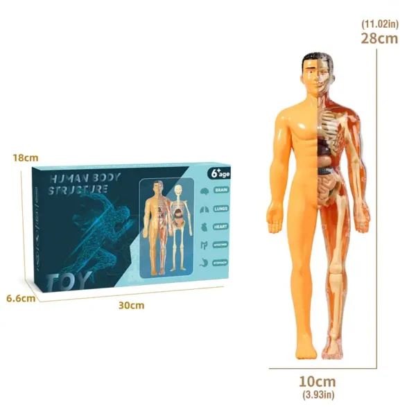 Educational human body anatomy model for kids, showing internal organs and skeletal structure, ideal for science learning and decoration.