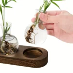A hand holding a small glass vase with a plant cutting submerged in water, demonstrating plant propagation.