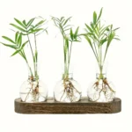 Healthy green plants growing in glass vases with visible roots, displayed on a wooden base. Perfect for science decor and educational purposes.