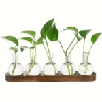 Five green houseplants in test tubes with water, arranged on a wooden tray, demonstrating plant propagation and growth.
