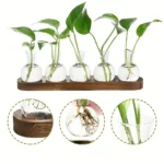Educational plant growth experiment kit with glass containers, showcasing roots and shoots development for science learning.