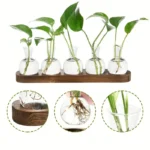 Set of five glass vials with green plant cuttings on a wooden tray, demonstrating plant growth and root development for educational science experiments.