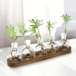 Set of five glass vials with green plant cuttings and roots, arranged on a wooden tray for a plant growth experiment or educational display.