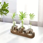 Innovative plant growth experiment with three glass vials containing soil and green seedlings, displayed on a wooden tray, ideal for educational science projects.
