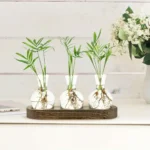 A set of three glass vases with green plant cuttings and visible roots, displayed on a wooden tray against a white background.