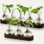 Small water plants growing in glass vials on wooden bases, demonstrating aquatic plant growth and root development for educational purposes.
