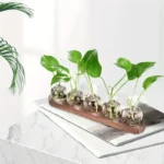 Modern plant propagation kit featuring four glass vials with green leafy plants on a wooden base, ideal for educational and decorative purposes.